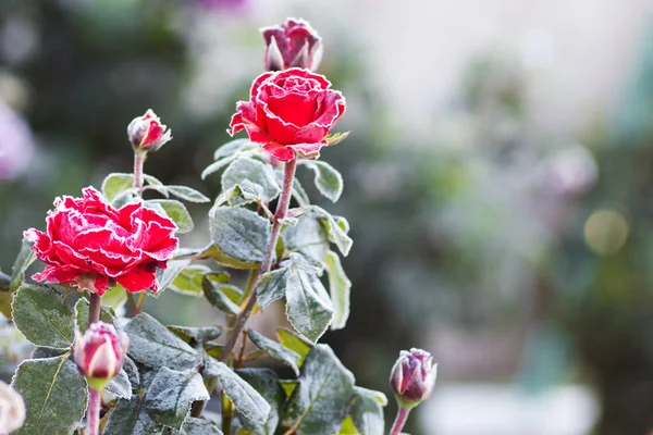 Arbusto Rosas Vermelhas Coberto Com Geada Geada Flores Primeira Geada — Fotografia de Stock