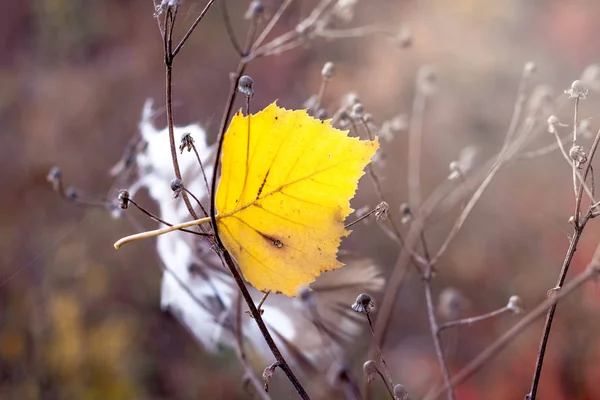 Žluté Listy Břízy Mezi Stonky Suché Trávy Podzimní Den Lese — Stock fotografie
