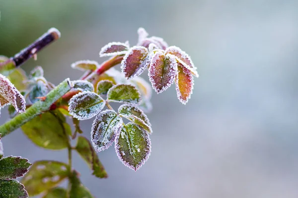 Gül Yaprakları Frost Ile Kaplı Sonbaharda Ilk Frost - Stok İmaj