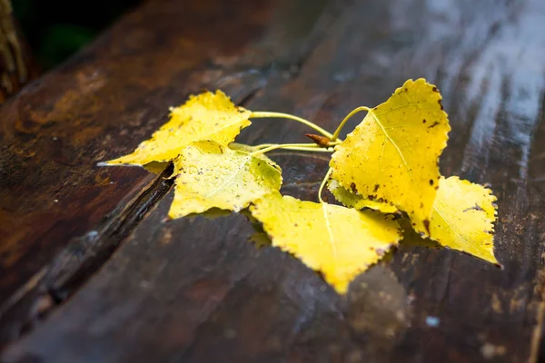 Mokré Větve Březové Listy Dřevěné Lavičce Parku Podzim Deštivý Den — Stock fotografie