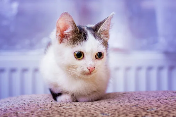 一只小白斑点猫正坐在房间里 — 图库照片