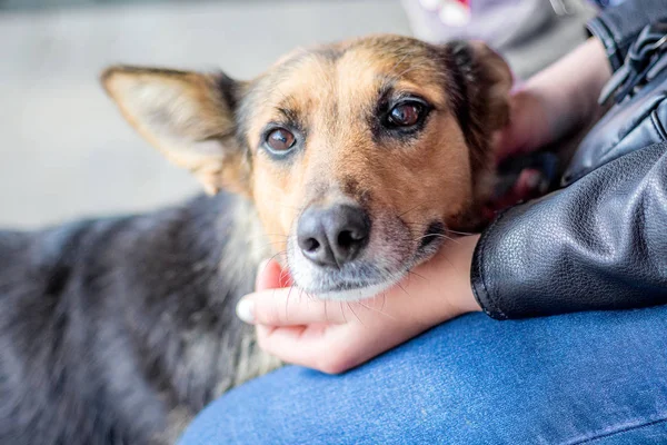Sevgili köpeği olan kız. Kız hasta köpek okşadı