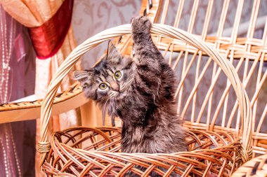 Bir küçük şeritli oyun oynayan kedi için bir sepet tanıtıcı yapışan bir hasır sepet içinde. Bir kedi yavrusu bir sepet içinde oynanır