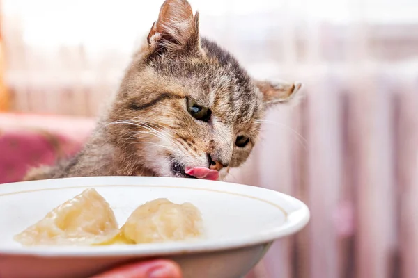 An old hungry cat near a dish with food. Cat wants to eat
