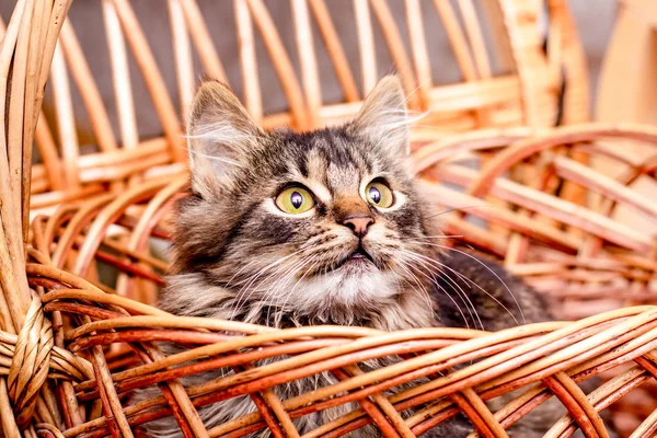 Pequeno Gato Listrado Senta Uma Cesta Vime Olha Atentamente Para — Fotografia de Stock