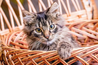 Küçük şeritli neşeli kedi sepetten görünüyor