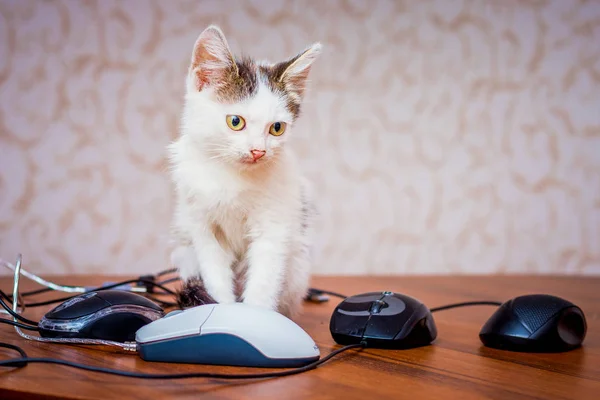 Piccolo Gatto Bianco Siede Tavolo Tra Topi Computer — Foto Stock