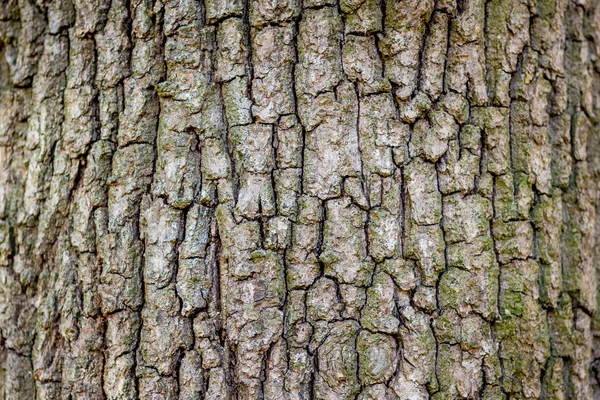 Textura Áspera Corteza Árbol Viejo Preforma Para Diseño —  Fotos de Stock