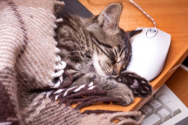 Küçük bir kedi bir bilgisayar fare işaretçisini uyuyan bir battaniye ile kaplı. Çalışmalarında kır