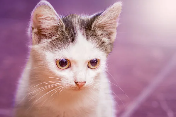 Pequeno Gato Manchado Branco Fundo Embaçado Violeta — Fotografia de Stock