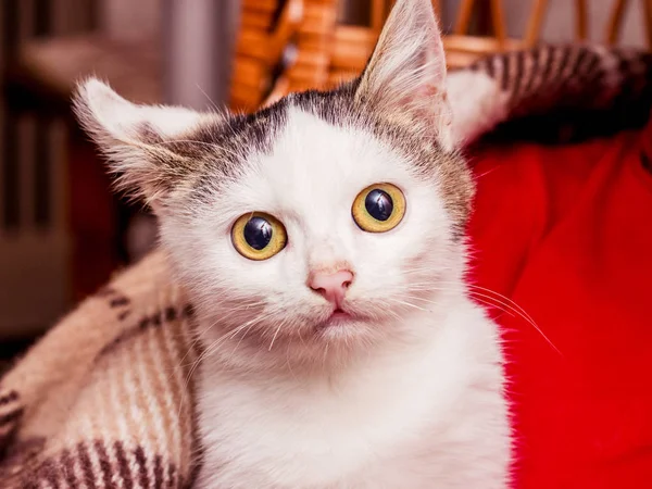 Pequeno Gatinho Branco Com Grandes Olhos Aquecido Sob Uma Planície — Fotografia de Stock