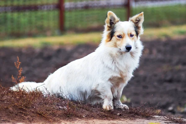 Een Kleine Witte Hond Zit Droog Gras Late Herfst — Stockfoto