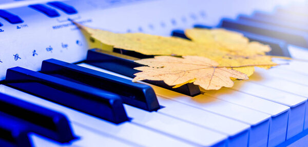 Yellow maple leaves on the keys of the piano. Autumn blues