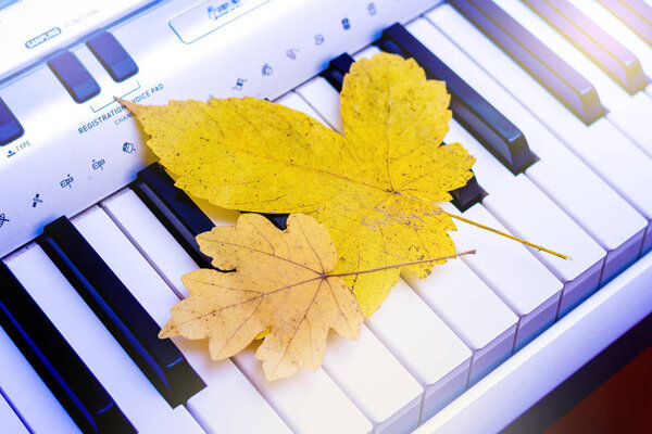 Yellow maple leaves on the keys of the piano. Autumn melody for the soul