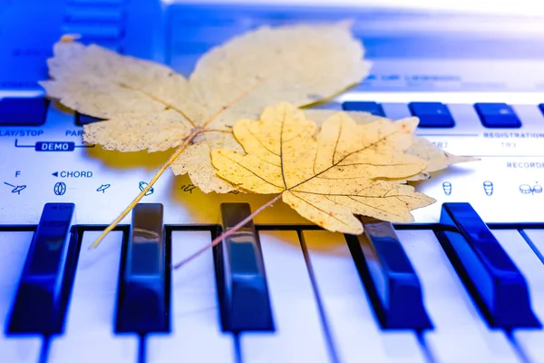 Gelbe Ahornblätter Auf Dem Klavier Erinnerungen Den Herbst — Stockfoto