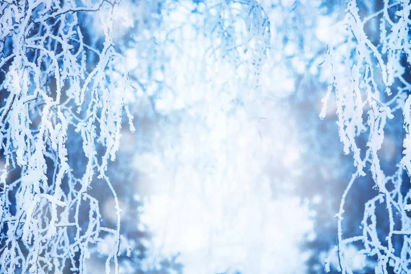 Kış Parlak Arka Plan Dallar Birch Frost Tasarım Ile Kaplı — Stok fotoğraf