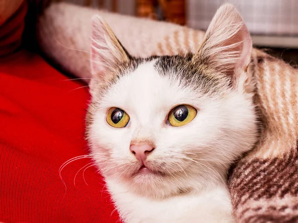 Pequeno Gatinho Branco Com Grandes Olhos Aquecido Sob Uma Planície — Fotografia de Stock