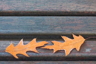 Kırmızı meşe bir bir parkta bankta önünde iki yaprak. Metin için boş alan