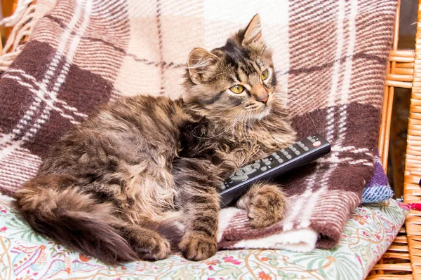 Genç çizgili kedi bir sandalyeye oturur ve Tv programları için uzaktan tutar