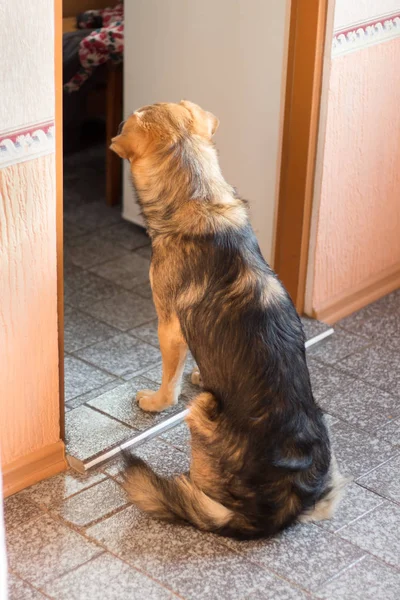 Dog Sitting Corridor Looking Kitchen Waiting Dinner — Stock Photo, Image