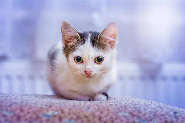 Gatinho Branco Com Grandes Olhos Bonitos Sentados Sala — Fotografia de Stock