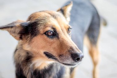 Sokak köpekleri için bir ana, portre yakın çekim arıyorum