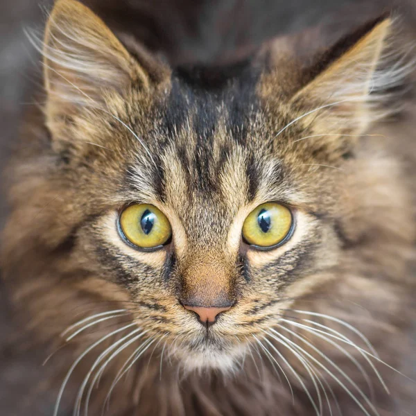 Özenli Bir Bakışla Genç Kahverengi Çizgili Kedi Portresi — Stok fotoğraf