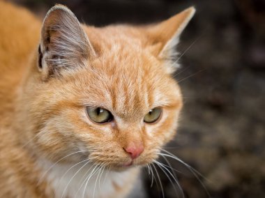 Doğada yürürken redhead kedi portresi. Redhead kedi karanlık bir arka plan üzerinde