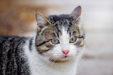 Yürüyüş beyaz bir yüz ile kahverengi kedi