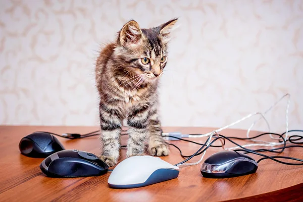 Kleine Gestreepte Kitten Buurt Van Computermuizen Een Heleboel Werk Het — Stockfoto