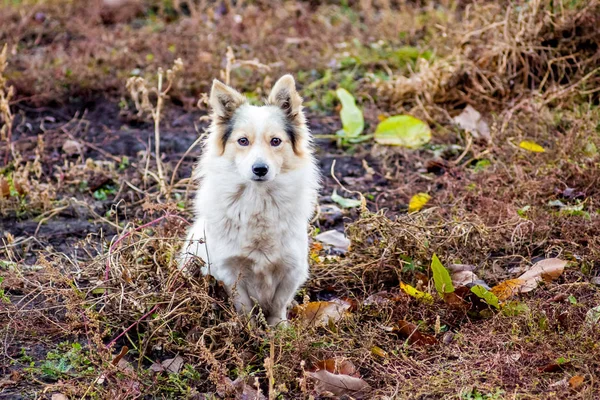 Perro Blanco Sienta Entre Hierba Seca Día Otoño Protege Granja — Foto de Stock