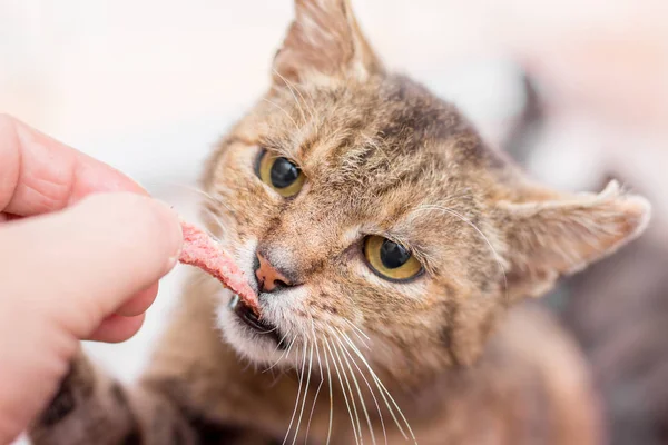 Gato Faminto Alimentação Quer Comer Salsicha Animal Estimação Animal Mão — Fotografia de Stock