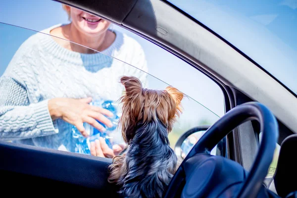 Mały Pies Samochodzie Jest Szczęśliwy Aby Sprostać Jego Kochanka Który — Zdjęcie stockowe