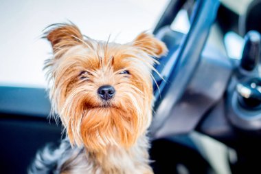 Küçük köpek doğurmak Yorkshire Terrier arabada kabin yakınındaki tekerlek sahibini bekliyor