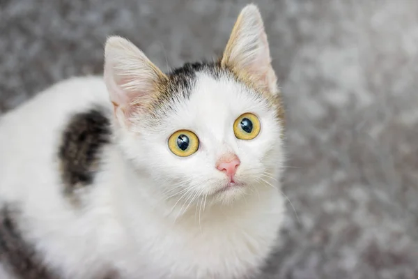 Retrato Jovem Gato Branco Que Olha Perto Para Topo Close — Fotografia de Stock