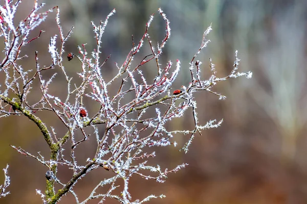Dog Rose Bush Covered Frost Woods Winter — Stock Photo, Image
