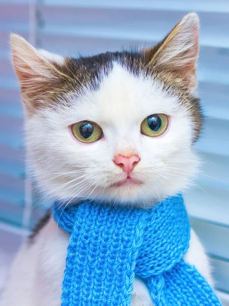 Piccolo Gattino Maculato Bianco Una Sciarpa Blu Ritratto Gatto Abiti — Foto Stock