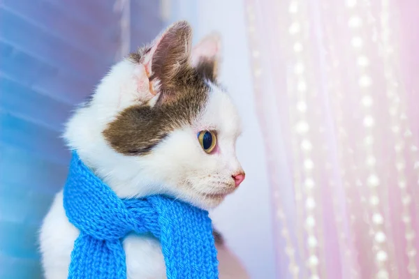 Piccolo Gattino Maculato Bianco Una Sciarpa Blu Moda Ritratto Profilo — Foto Stock