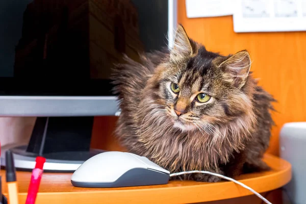 A serious fluffy cat in the office near the computer and the mouse. The boss in the office monitors subordinate employees