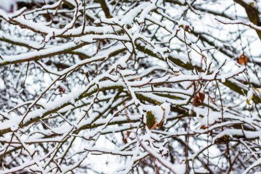 Doku, desen karla kaplı ağaç dalları