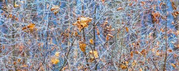 Branches of a tree with dry leaves, covered with frost, on a clear frosty winter day. The texture of the branches of the tree and the dry leaves in the winter. Panorama