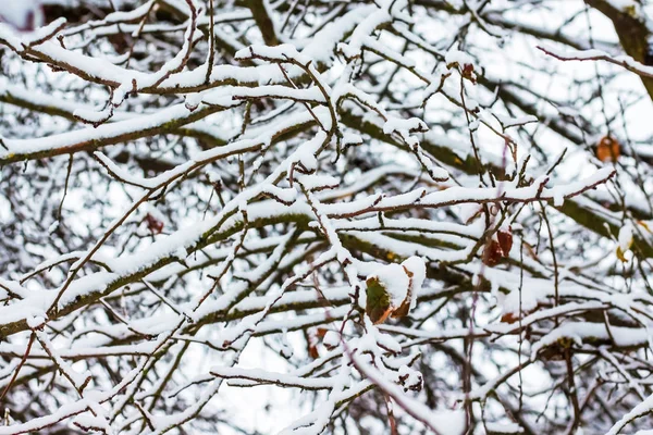 Doku, desen karla kaplı ağaç dalları