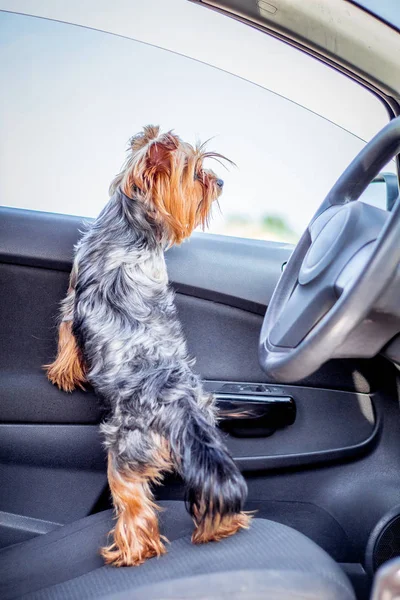 A small dog of breed  Yorkshire Terrier  in a car while traveling looking in the window waiting for the owner