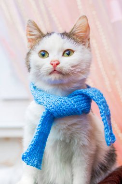 Ofis bir moda eşarp mavi beyaz kedi