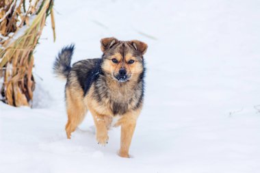 Küçük köpek kış bahçesinde karda