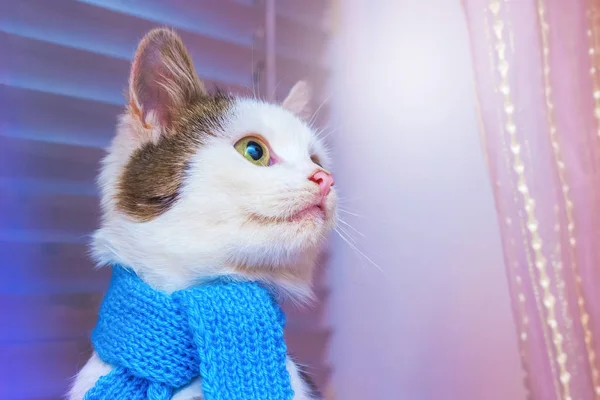 Білий Кіт Модному Блакитному Шарфі Дивиться Бік — стокове фото