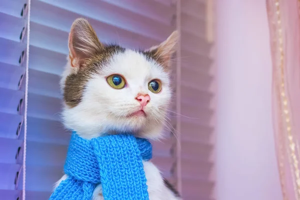 Jovem Gato Branco Lenço Azul Olha Para Lado — Fotografia de Stock