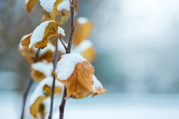 Větve Rybízu Suché Listy Pokryté Sněhem Zimní Den — Stock fotografie