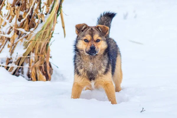 雪の冬の庭に小型犬 — ストック写真