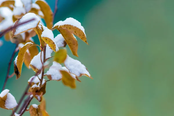 Branche Pommiers Aux Feuilles Brunes Sèches Recouverte Neige Espace Libre — Photo